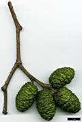 SpeciesSub: subsp. sibirica